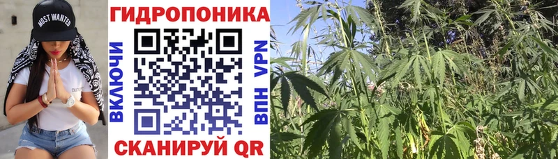 где продают   Андреаполь  Конопля индика 